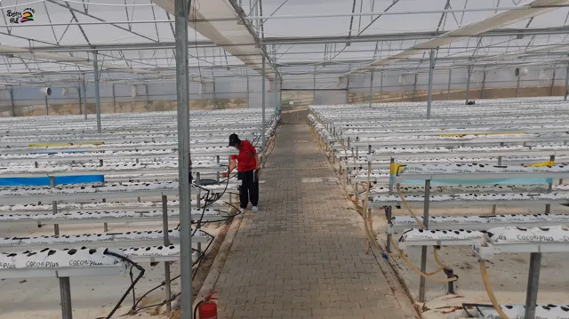 Çilek Serası Kokopit Yıkama Nasıl Yapılır? Adım Adım EC Düşürme ve Kalsiyumlu Ön Hazırlık