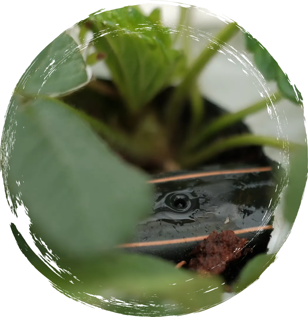 Çiftlik Uygulamaları