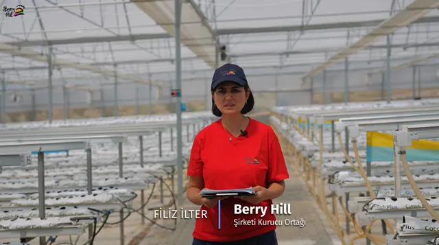 Topraksız Çilek Üretimi Sık Sorulan Sorular
