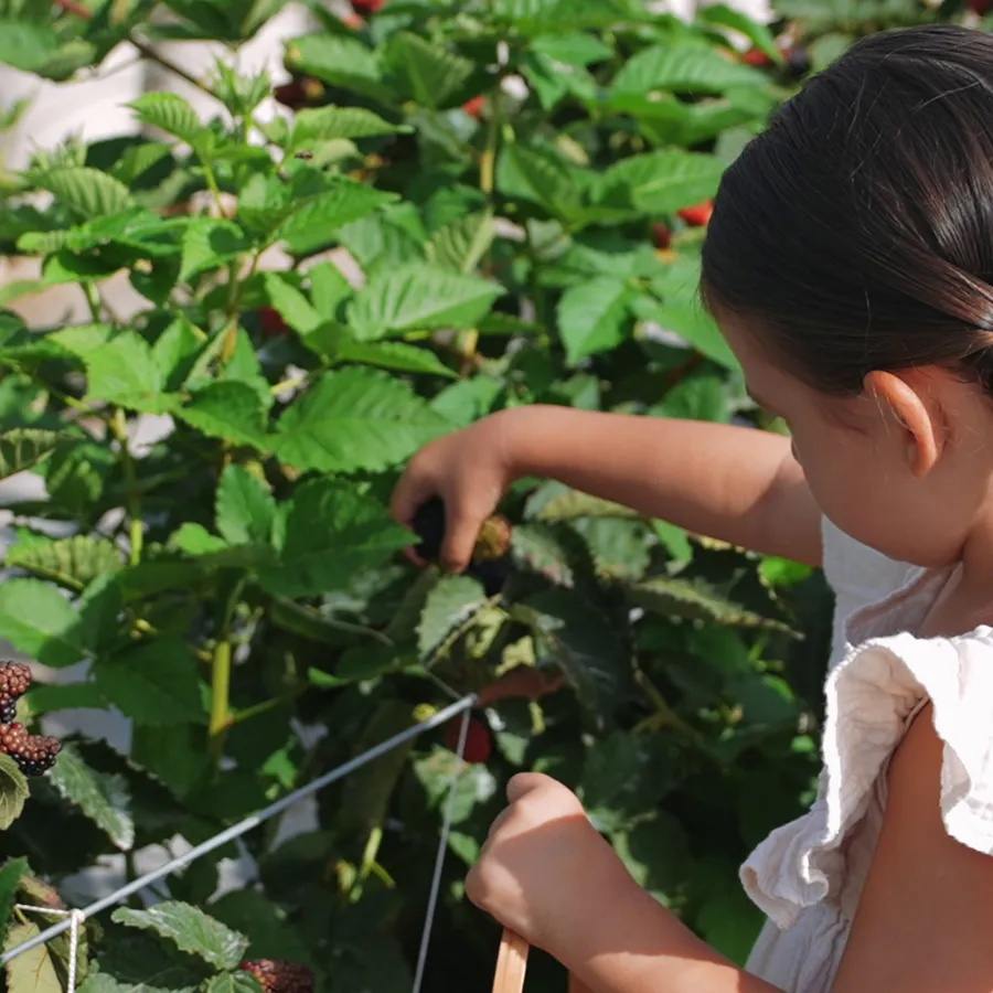 Ahududu & Böğürtlen Toplama Etkinliği (4–6 Yaş) – 1 Saatlik Program
