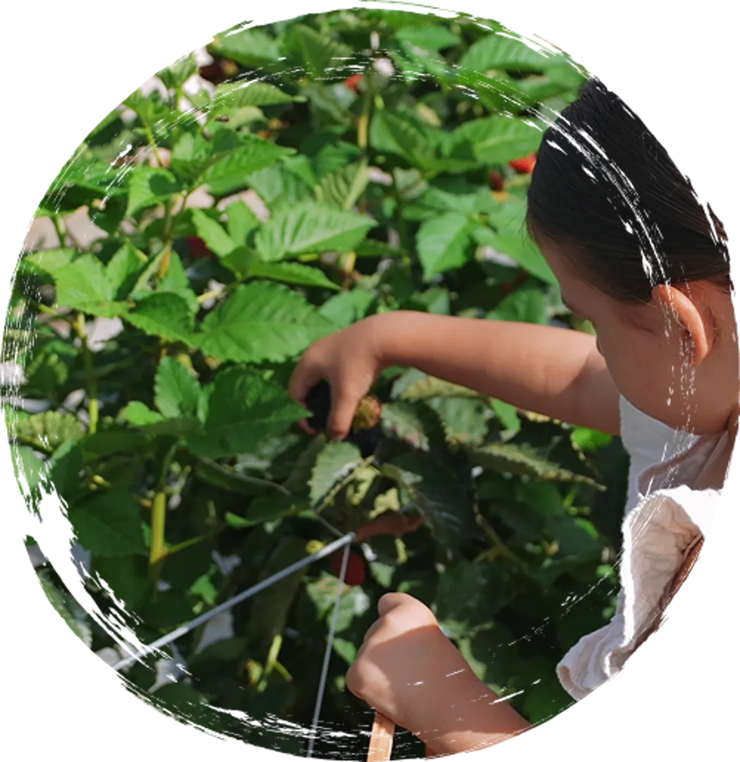 Ahududu & Böğürtlen Toplama Etkinliği (4–6 Yaş) – 1 Saatlik Program