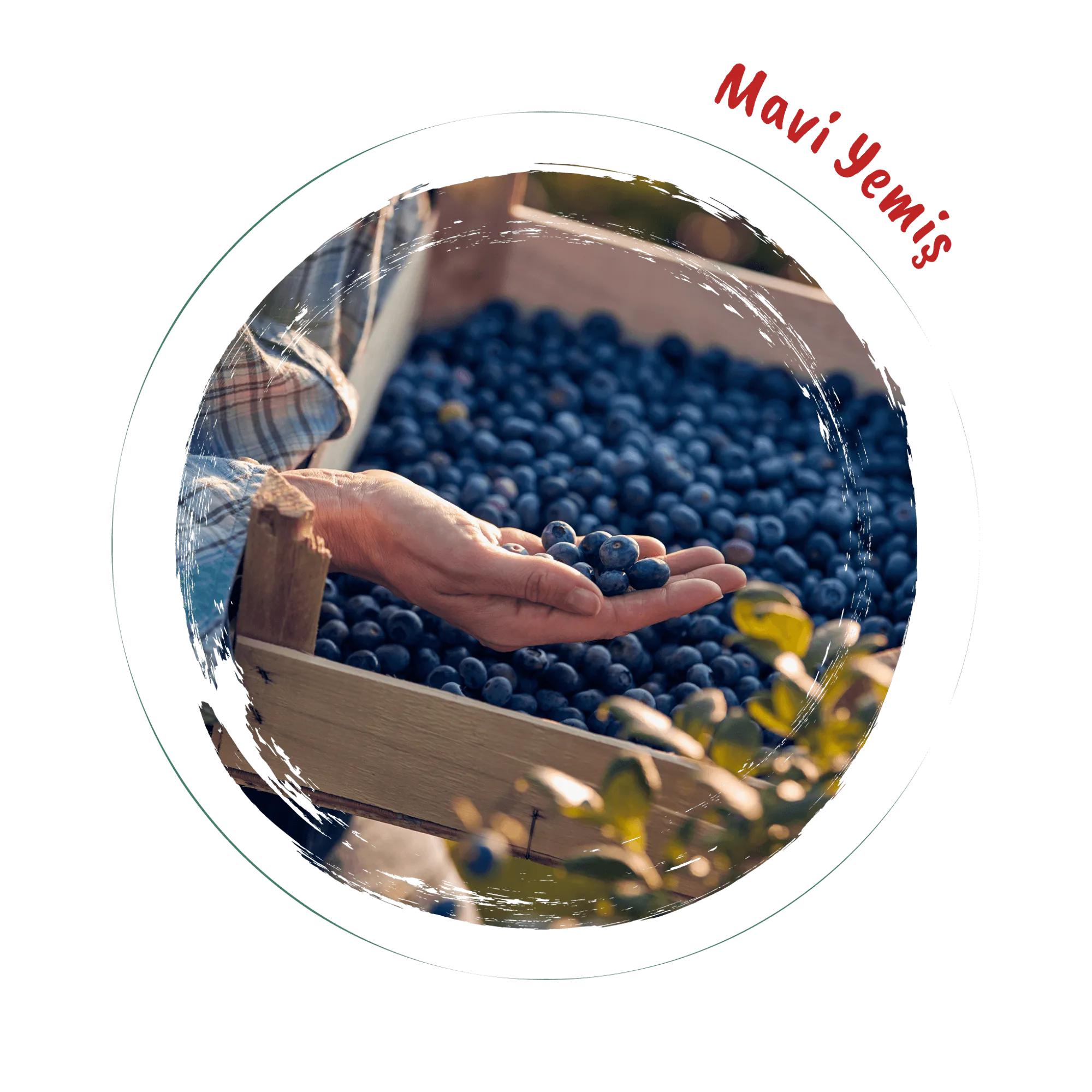 Mavi Yemiş